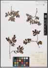 Foto von Salix aurita L.